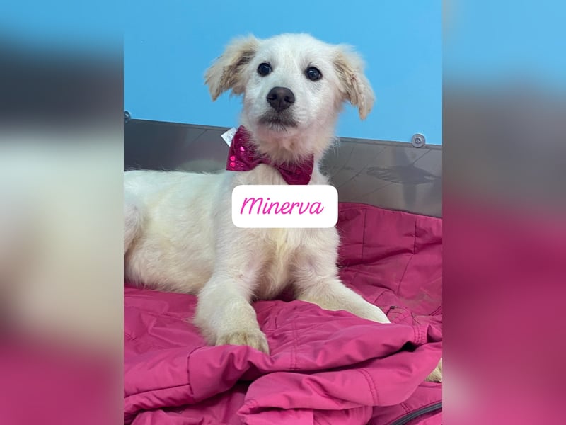 Minerva sucht ihre Menschen