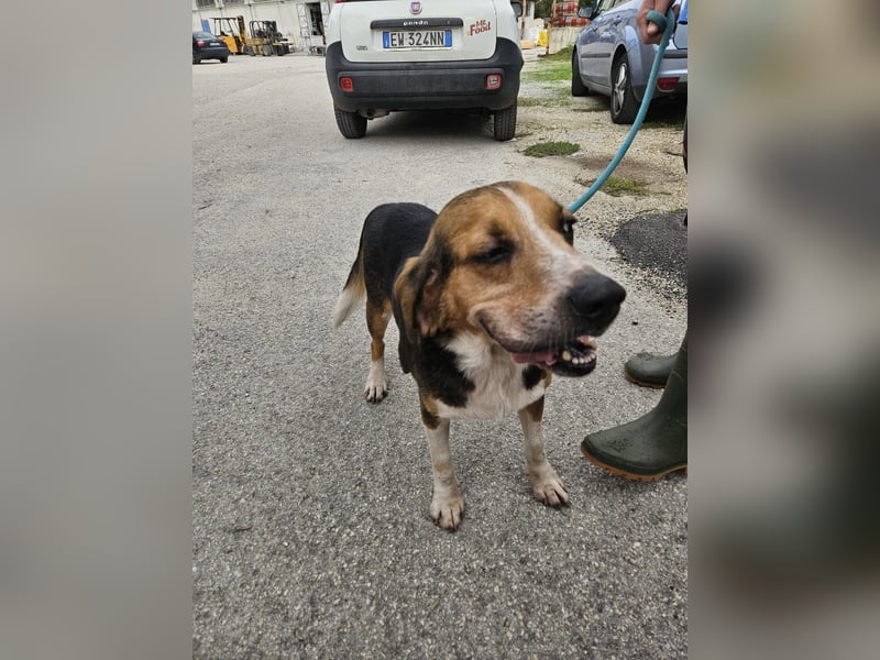 Daniele sucht sein Glück