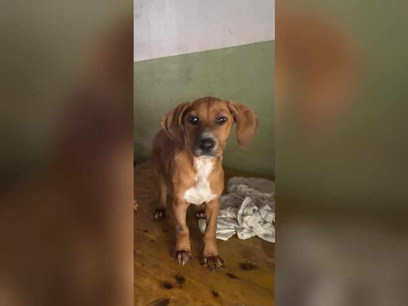 George sucht sein Glück