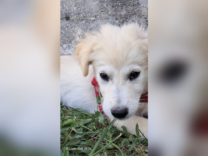 Molly sucht ihre Herzensmenschen