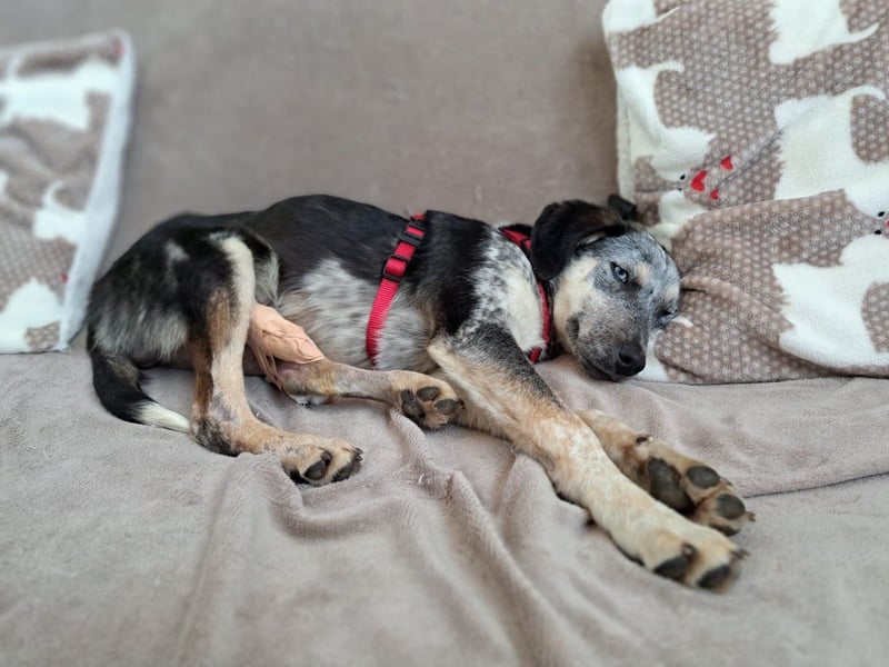 Spot sucht seine Menschen