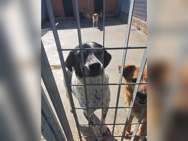 Zack sucht dringend ein Zuhause