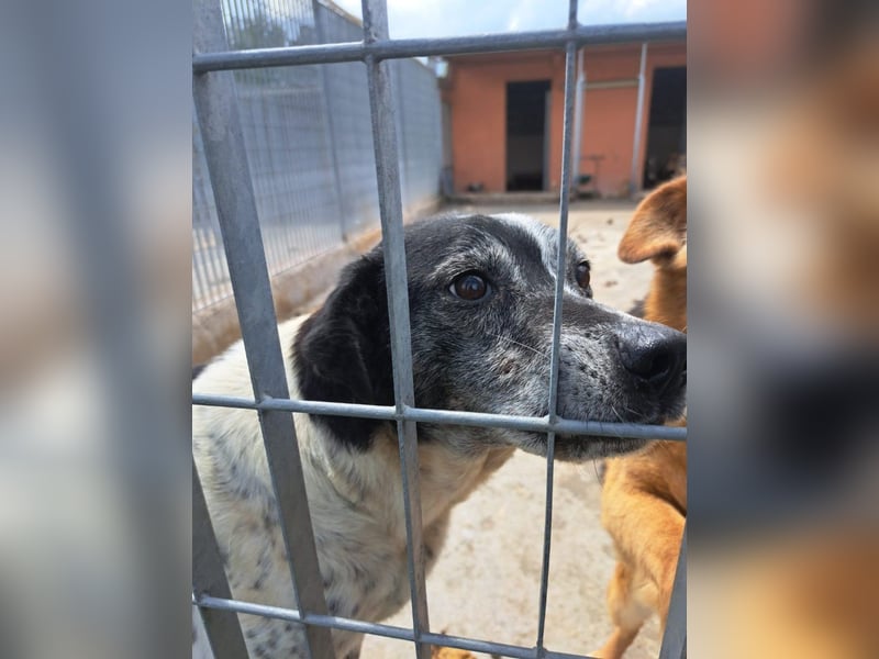 Zack sucht dringend ein Zuhause