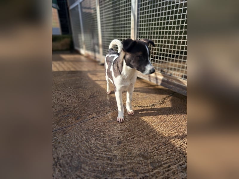 Lyra sucht ihr Glück