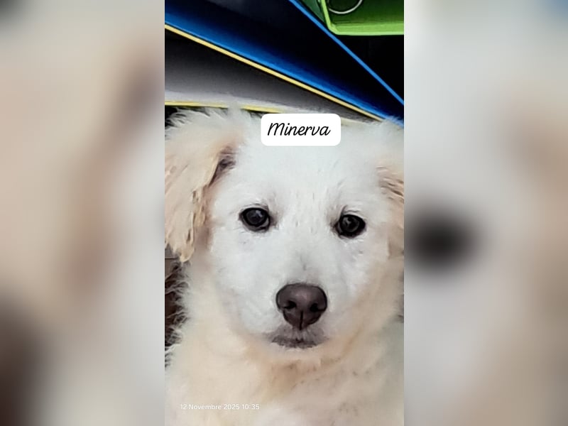 Minerva sucht ihre Menschen