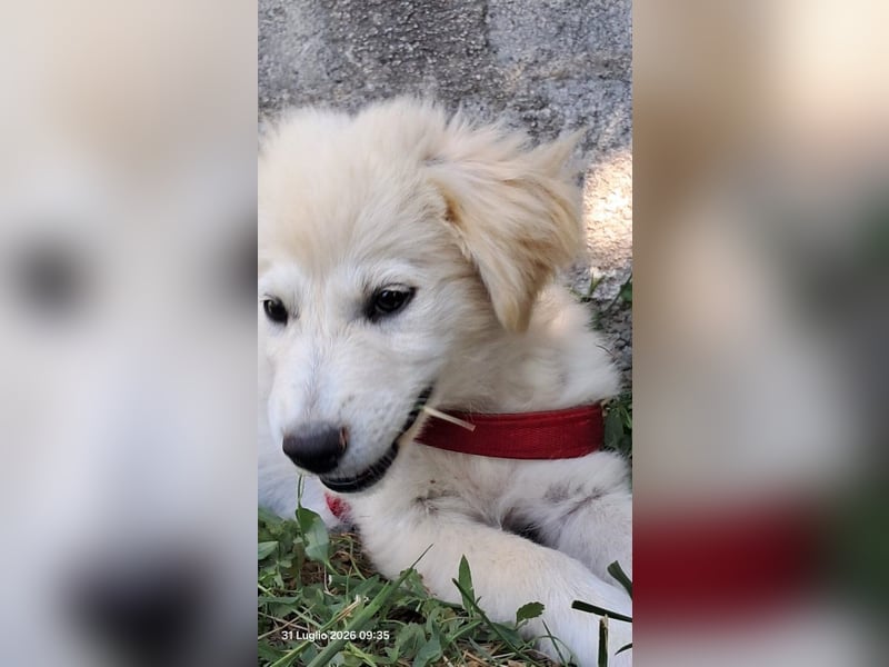 Molly sucht ihre Herzensmenschen