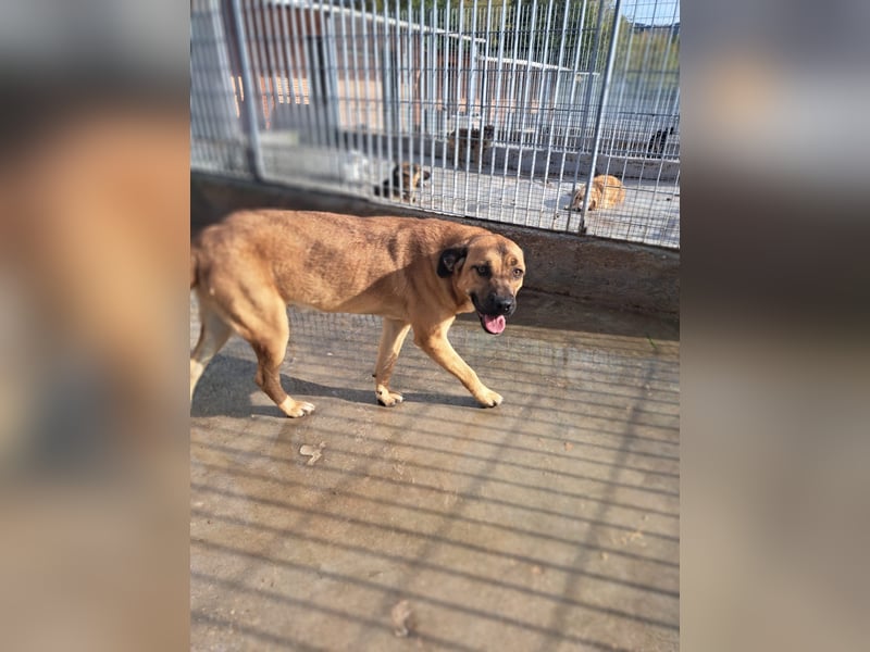 Torquato sucht sein Glück