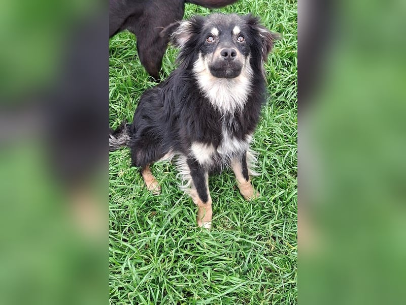 Geda sucht ihr Zuhause