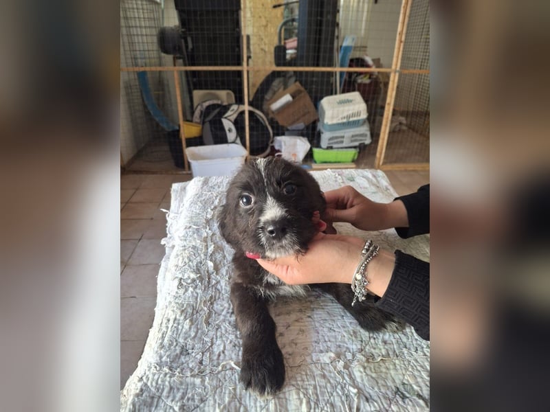 Carmelita sucht ihr für immer Zuhause