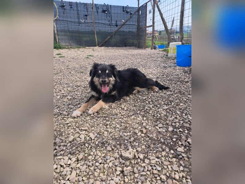 Geda sucht ihr Zuhause