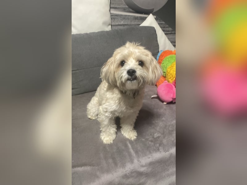 Mischlingshündin abzugeben