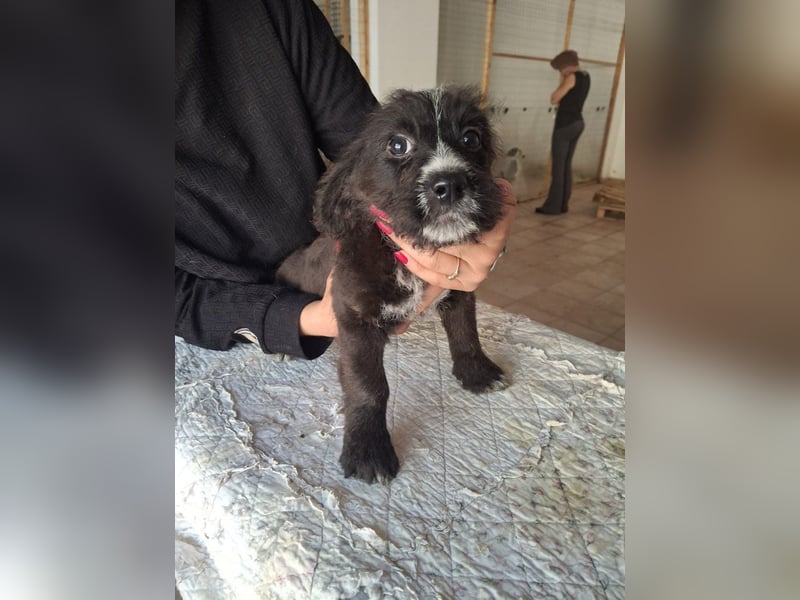 Carmelita sucht ihr für immer Zuhause