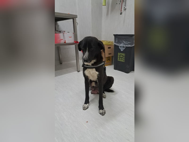 Luna sucht ihr Zuhause