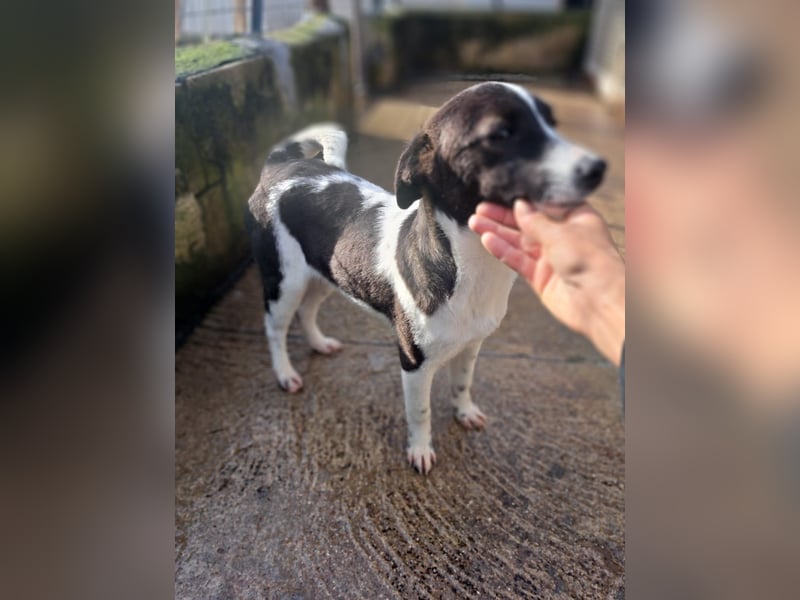 Lyra sucht ihr Glück