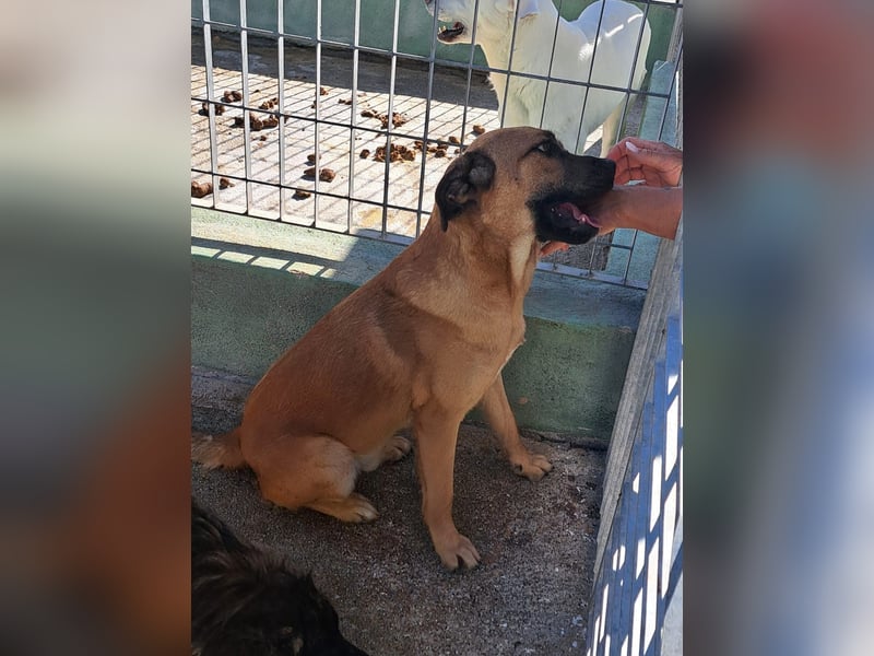 Torquato sucht sein Glück