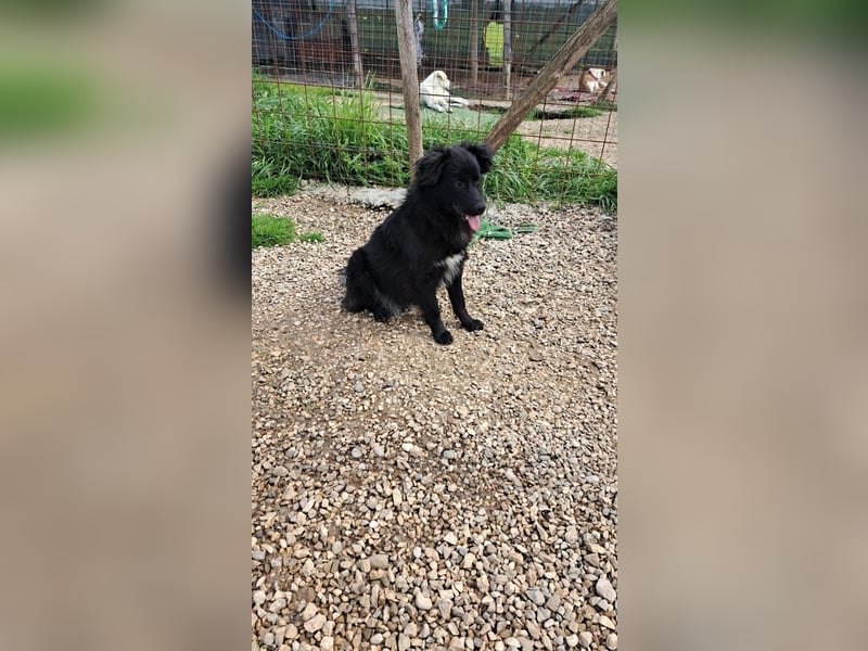 Giada sucht ihr für immer Zuhause