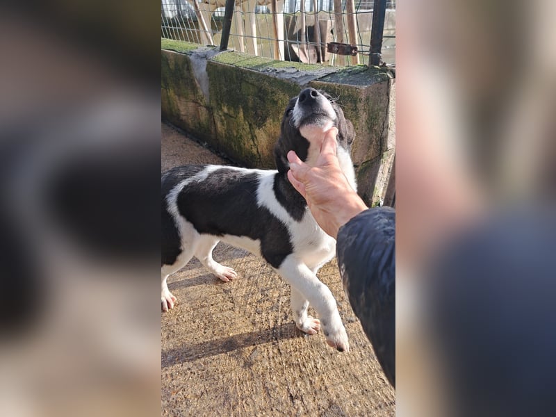 Lyra sucht ihr Glück