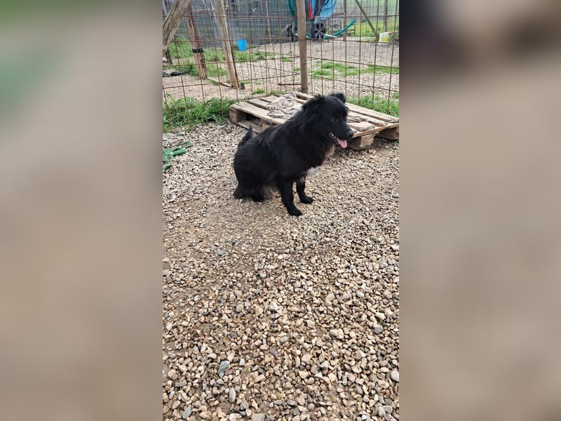 Giada sucht ihr für immer Zuhause