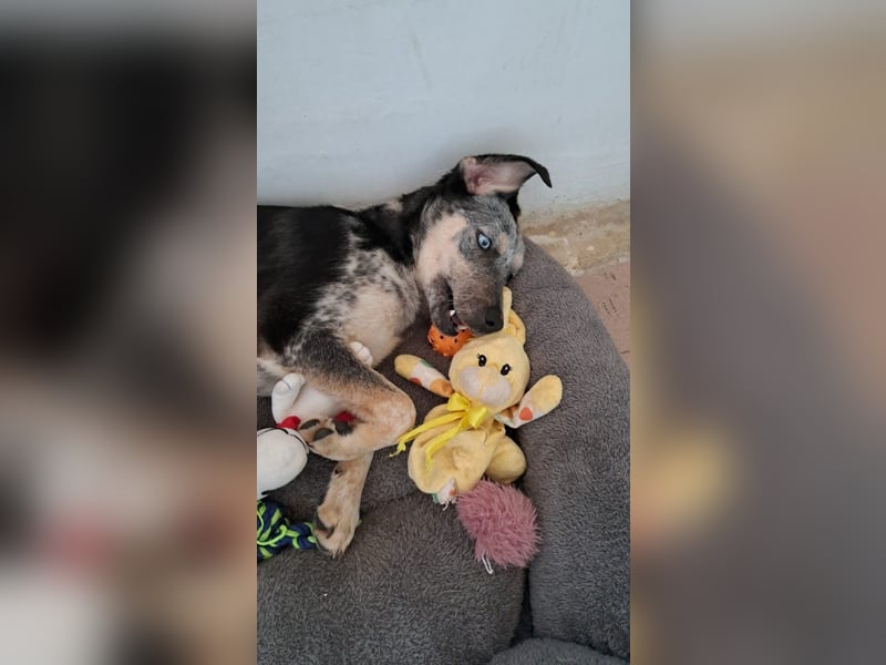 Spot sucht seine Menschen