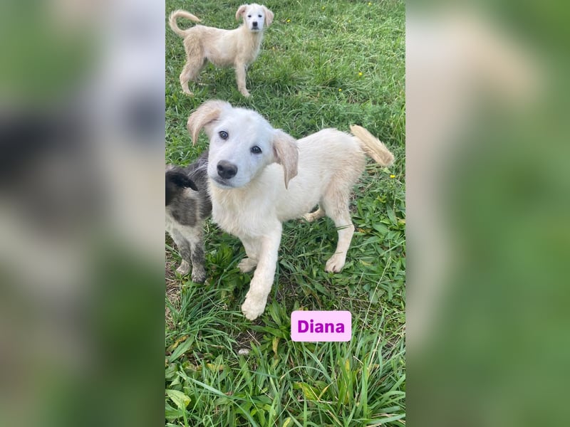 Diana sucht ihre Menschen