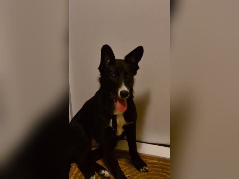 Nia sucht neues Zuhause