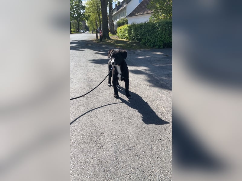 Nia sucht neues Zuhause