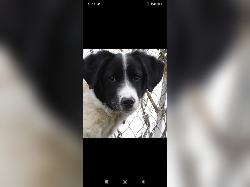 Bim- liebevoller jünger Rüde sucht seine Familie ❤️❤️❤️❤️