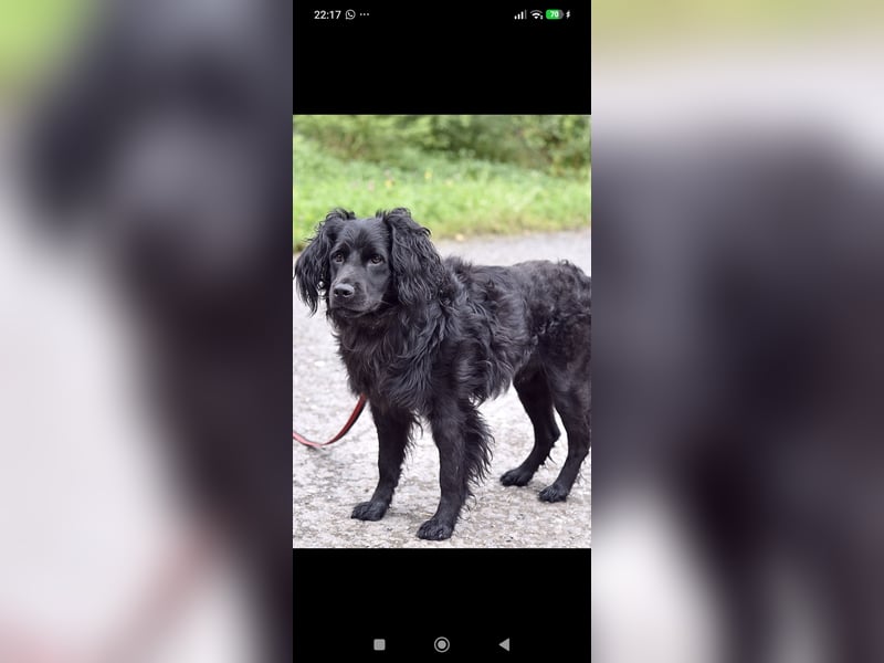 Antochka – ein besonderer Spaniel-Mischling sucht seine Familie ❤️