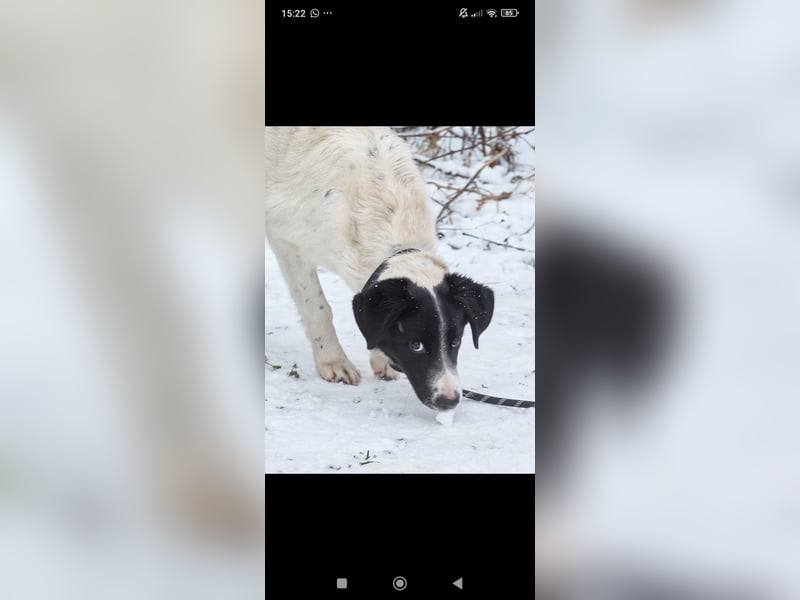 Bim- liebevoller jünger Rüde sucht seine Familie ❤️❤️❤️❤️