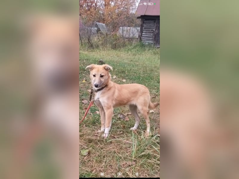 Vilma sucht ihr Für -immer -Zuhause ❤️