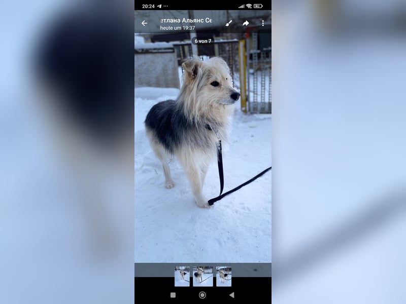 Wally sucht sein Für -immer -Zuhause ❤️❤️❤️❤️