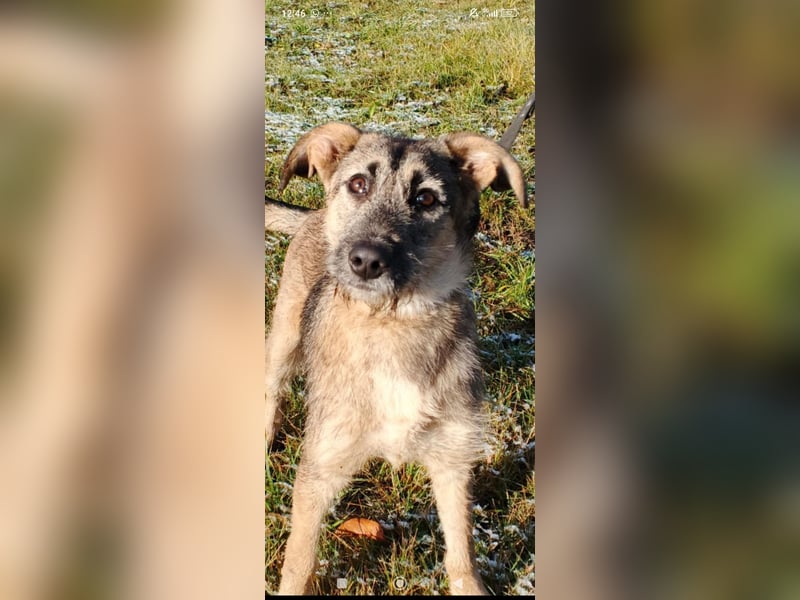 Marcel sucht sein Für -immer -Zuhause ❤️❤️❤️