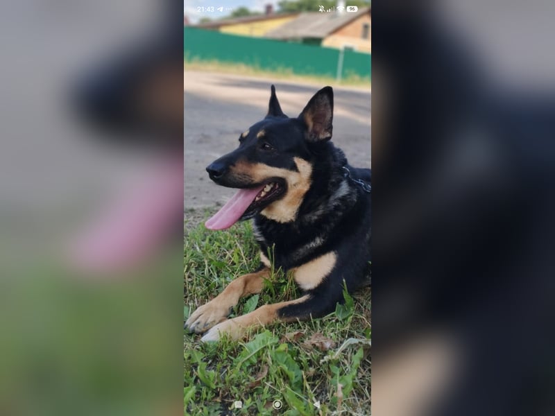 Lilly  sucht ihr Für -immer -Zuhause ❤️