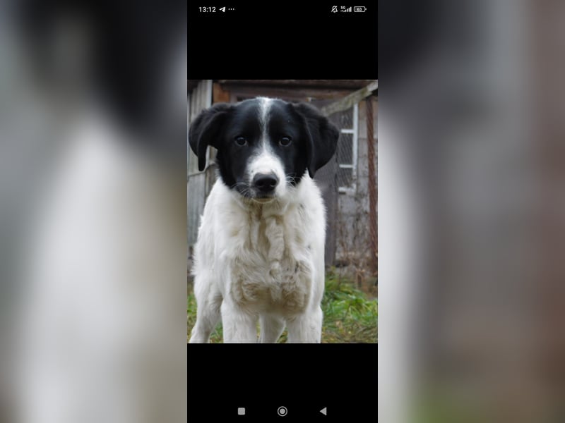 Bim- liebevoller jünger Rüde sucht seine Familie ❤️❤️❤️❤️