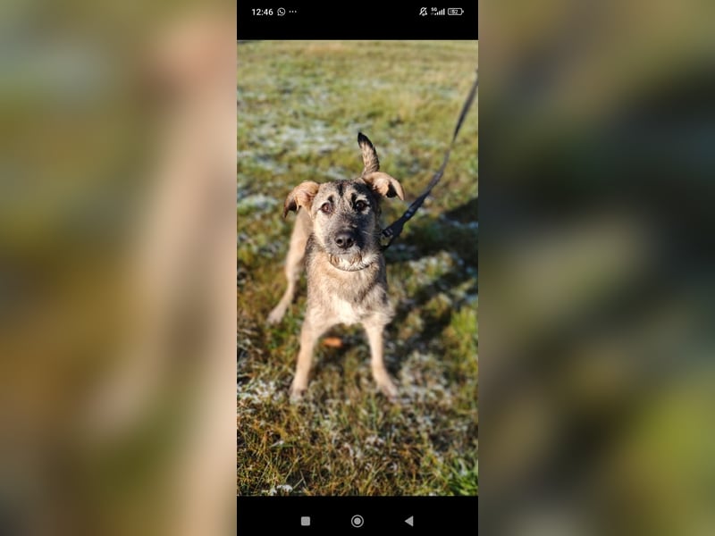 Marcel sucht sein Für -immer -Zuhause ❤️❤️❤️