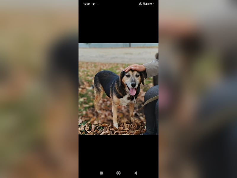 Rem sucht sein Für -immer -Zuhause ❤️