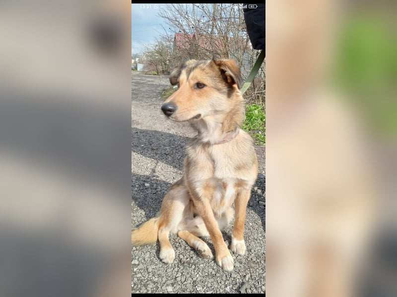 Kessy sucht ihr Für -immer -Zuhause ❤️❤️❤️