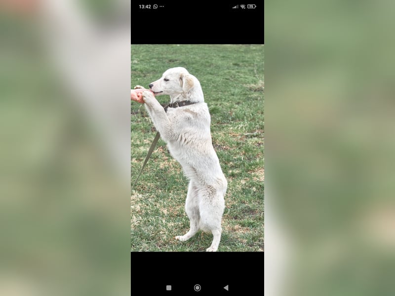 Sophie sucht ihr Für -immer -Zuhause ❤️❤️❤️