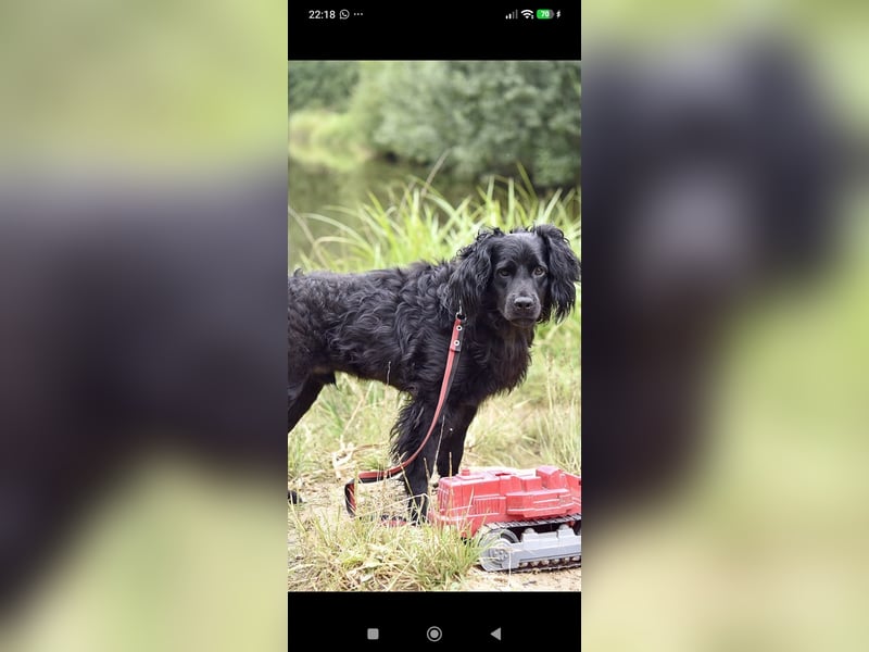 Antochka – ein besonderer Spaniel-Mischling sucht seine Familie ❤️