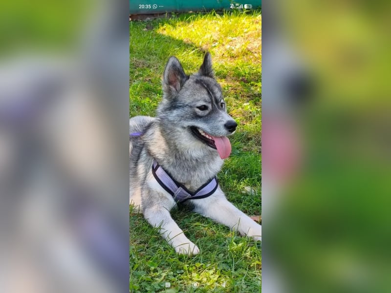 Foxy sucht ihr Für -immer -Zuhause ❤️❤️❤️