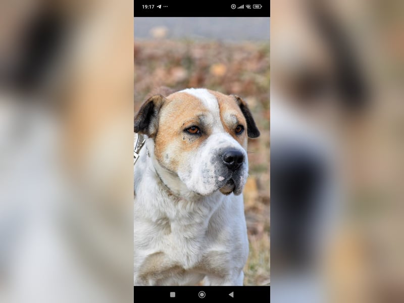 Boss - ein sanfter, treuer Hund sucht endlich wieder Liebe und Geborgenheit