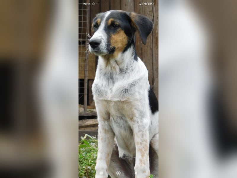 Stella- eine  junge Hündin sucht ihr Für - immer - Zuhause.