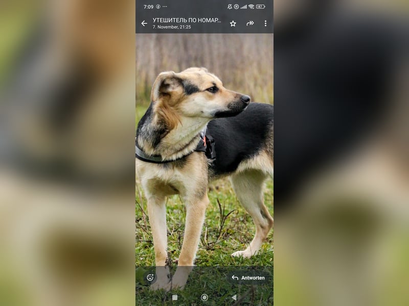 Luna - eine liebe, fröhliche junge Hündin sucht ihr Zuhause.