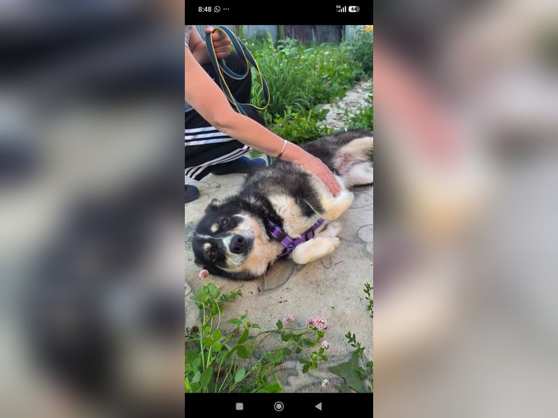Maya sucht ihr Zuhause fürs Leben! 