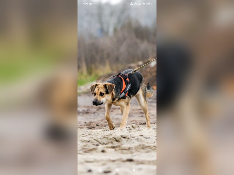 Luna - eine liebe, fröhliche junge Hündin sucht ihr Zuhause.