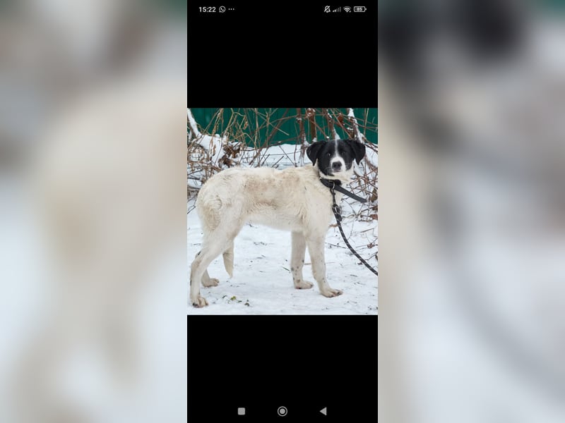 Bim- liebevoller jünger Rüde sucht seine Familie ❤️❤️❤️❤️