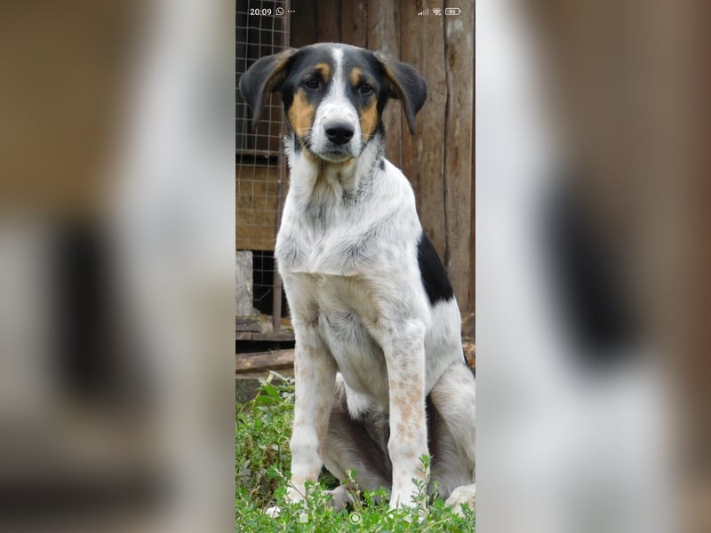 Stella- eine  junge Hündin sucht ihr Für - immer - Zuhause.