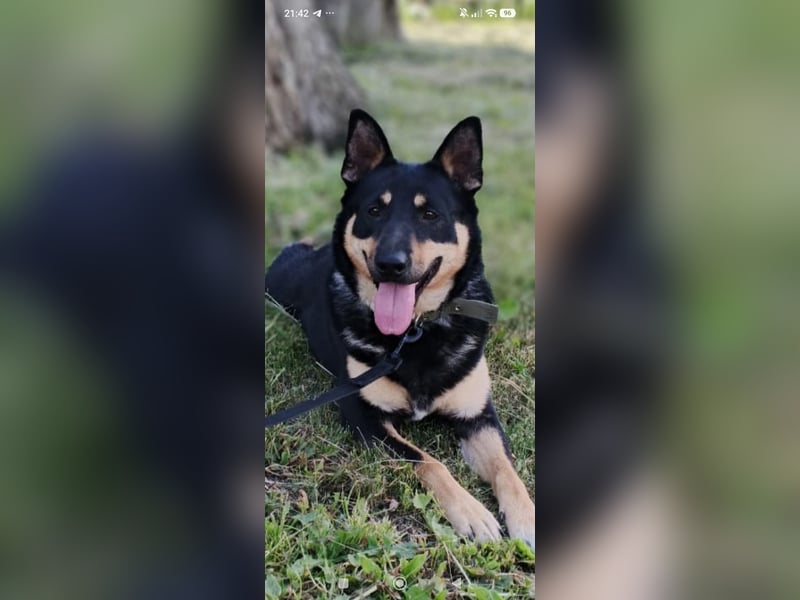 Lilly  sucht ihr Für -immer -Zuhause ❤️