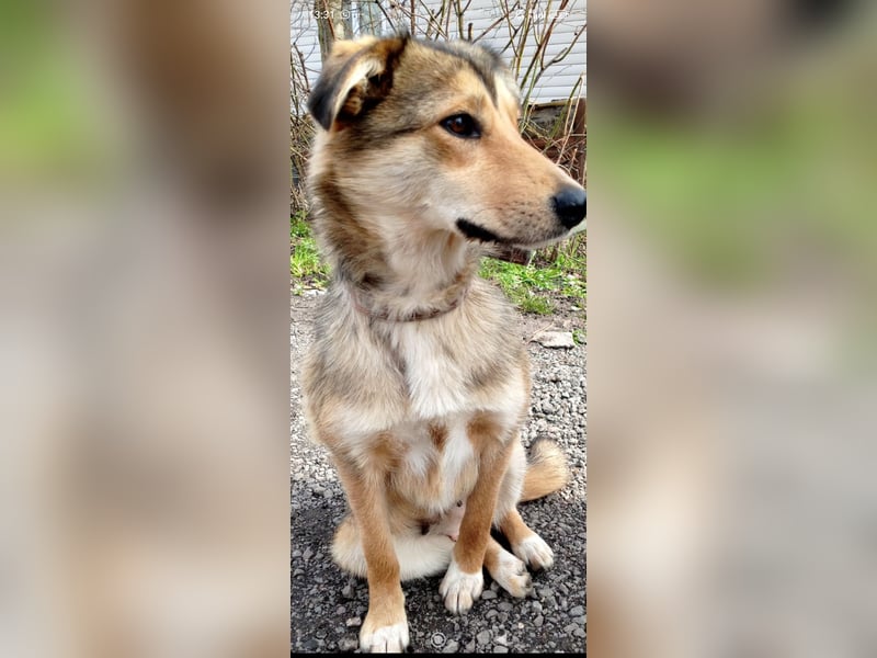 Kessy sucht ihr Für -immer -Zuhause ❤️❤️❤️