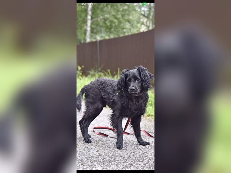 Antochka – ein besonderer Spaniel-Mischling sucht seine Familie ❤️